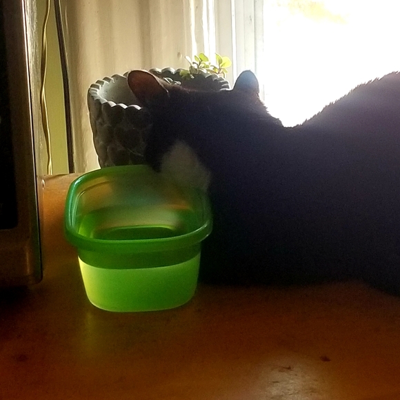 Meet your Posher, Sabrina - Picture 3 of 4